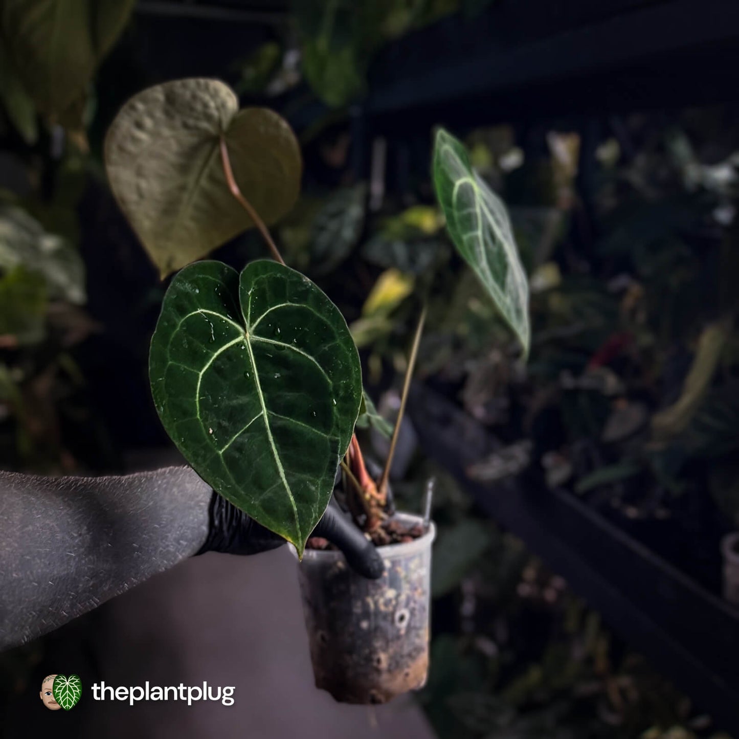 Anthurium clarinervium hybrid