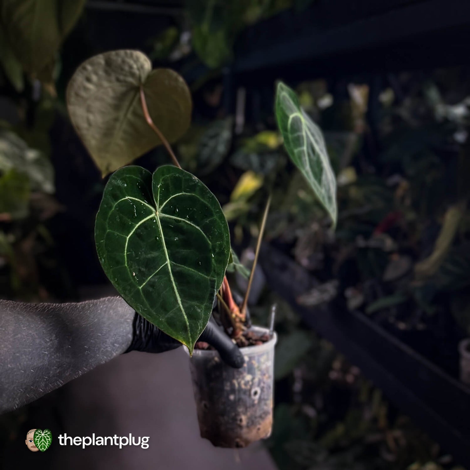 Anthurium clarinervium hybrid