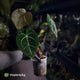 Anthurium clarinervium hybrid