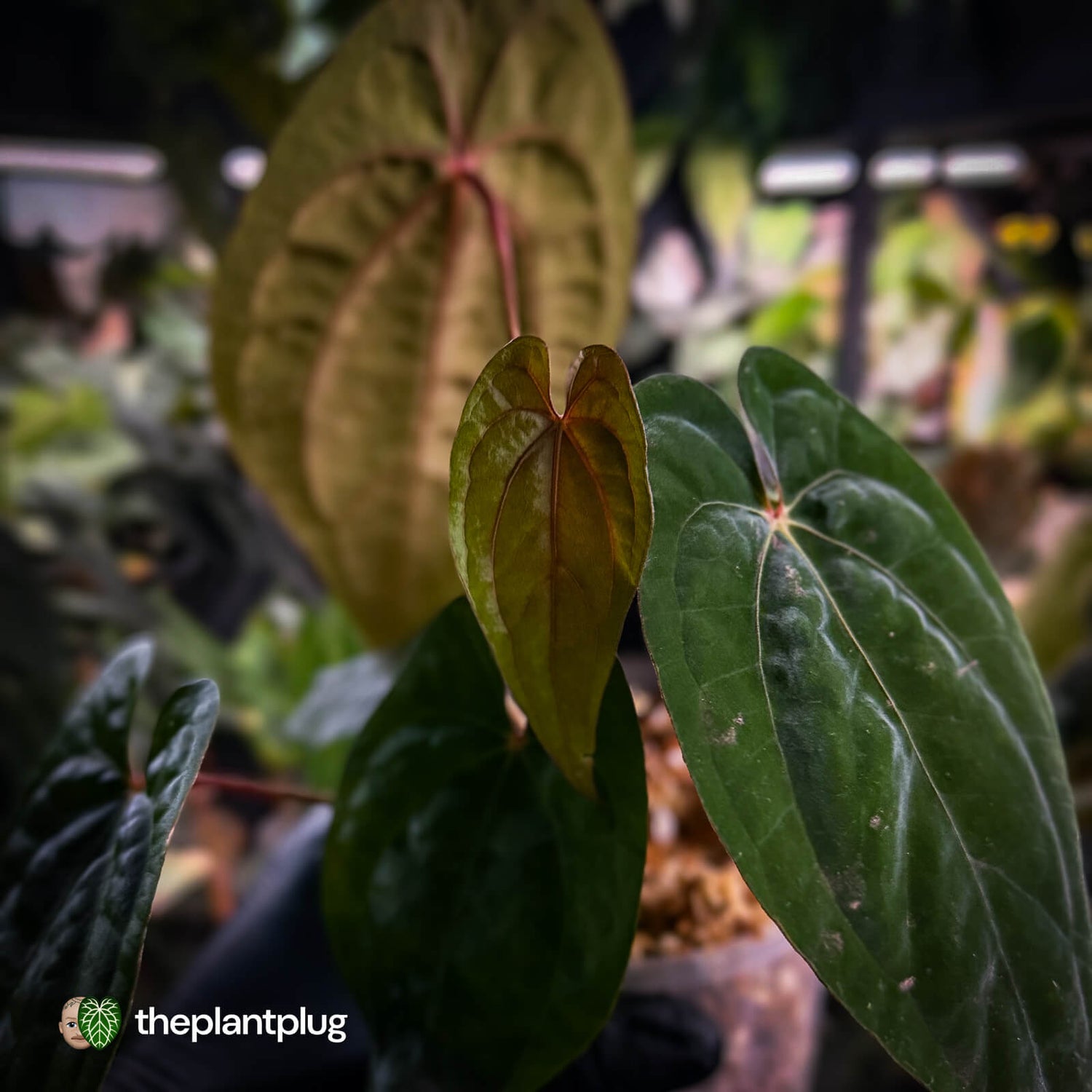 Anthurium 'Black Pap' x 'RVDP' • select clone