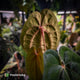 Anthurium 'Black Pap' x 'RVDP' • select clone