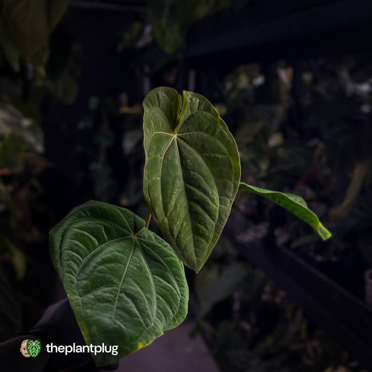 Anthurium (papillilaminum x) x dressleri 'RG'