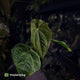 Anthurium (papillilaminum x) x dressleri 'RG'