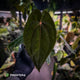 Anthurium 'Black Pap' x 'RVDP' • select clone