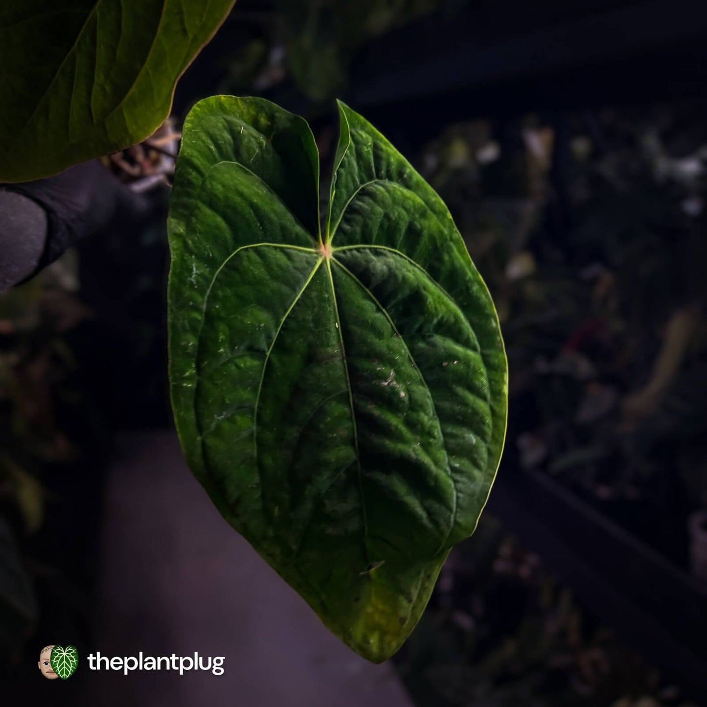 Anthurium (papillilaminum x) x dressleri 'RG'