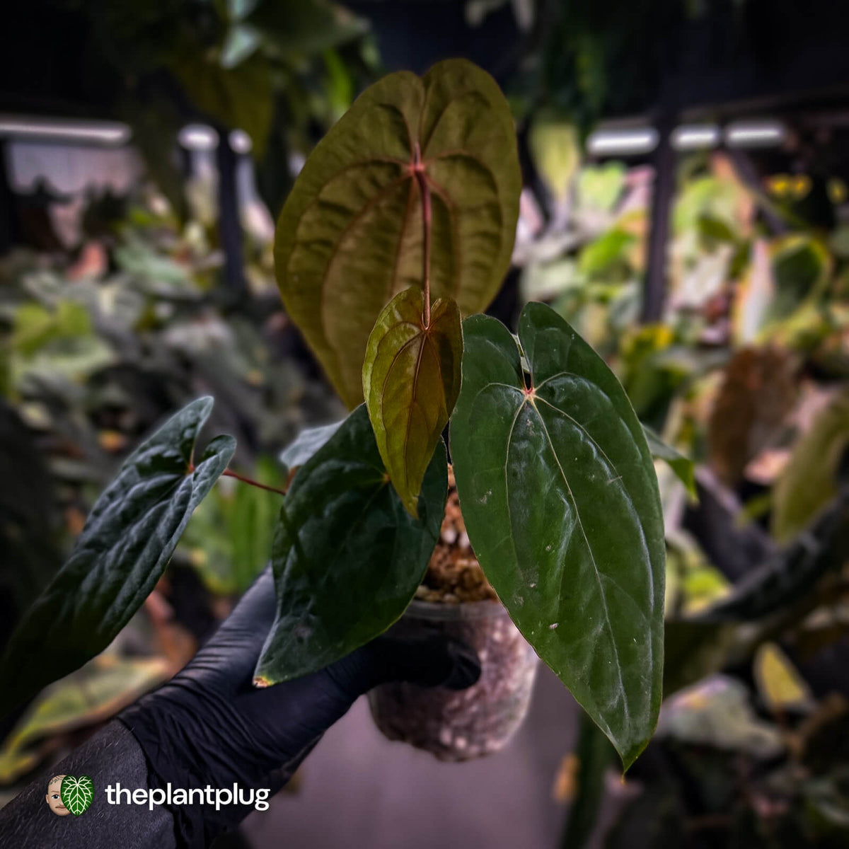 Anthurium 'Black Pap' x 'RVDP' • select clone