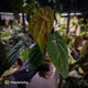 Anthurium 'Black Pap' x 'RVDP' • select clone