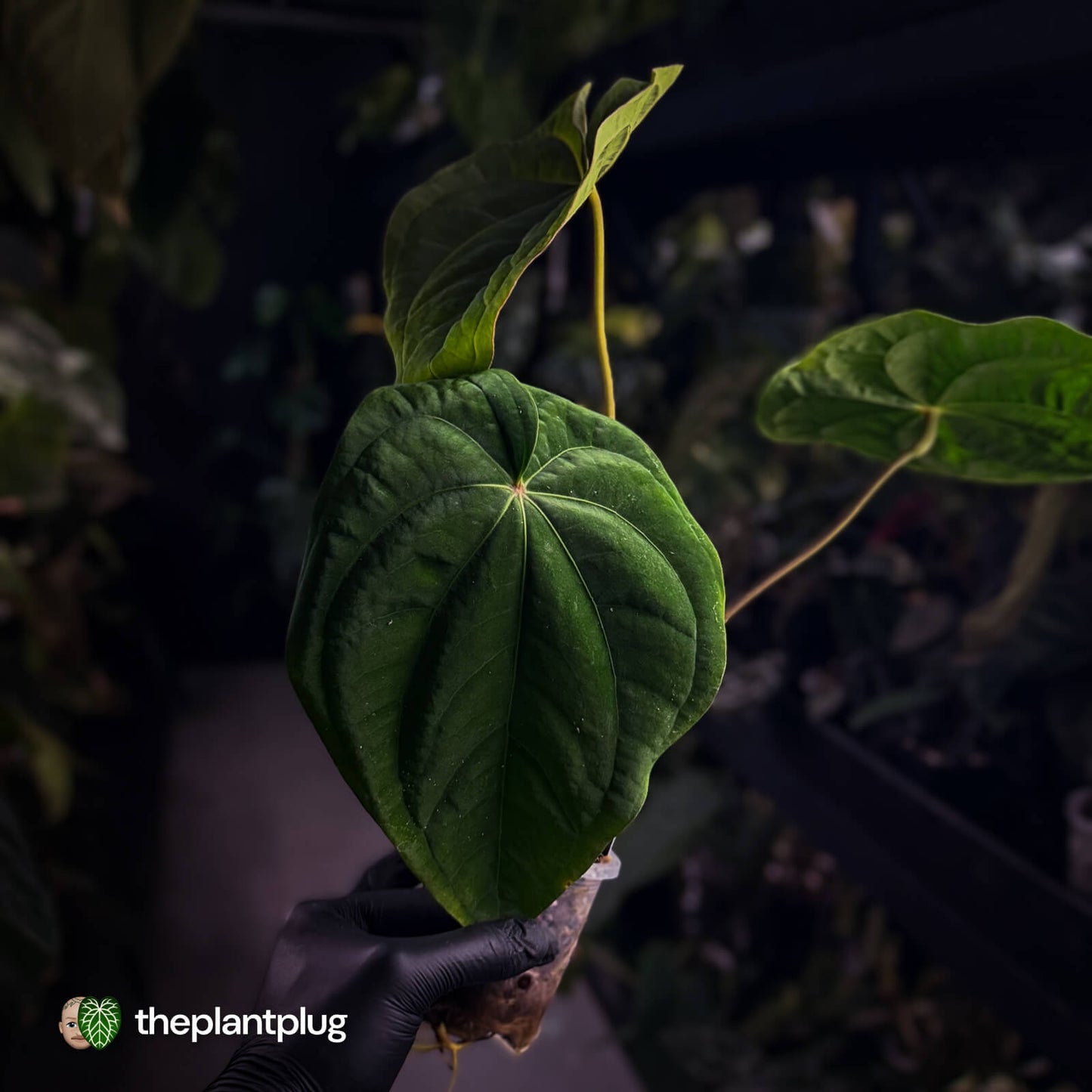 Anthurium (papillilaminum x) x dressleri 'RG'