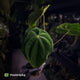 Anthurium (papillilaminum x) x dressleri 'RG'