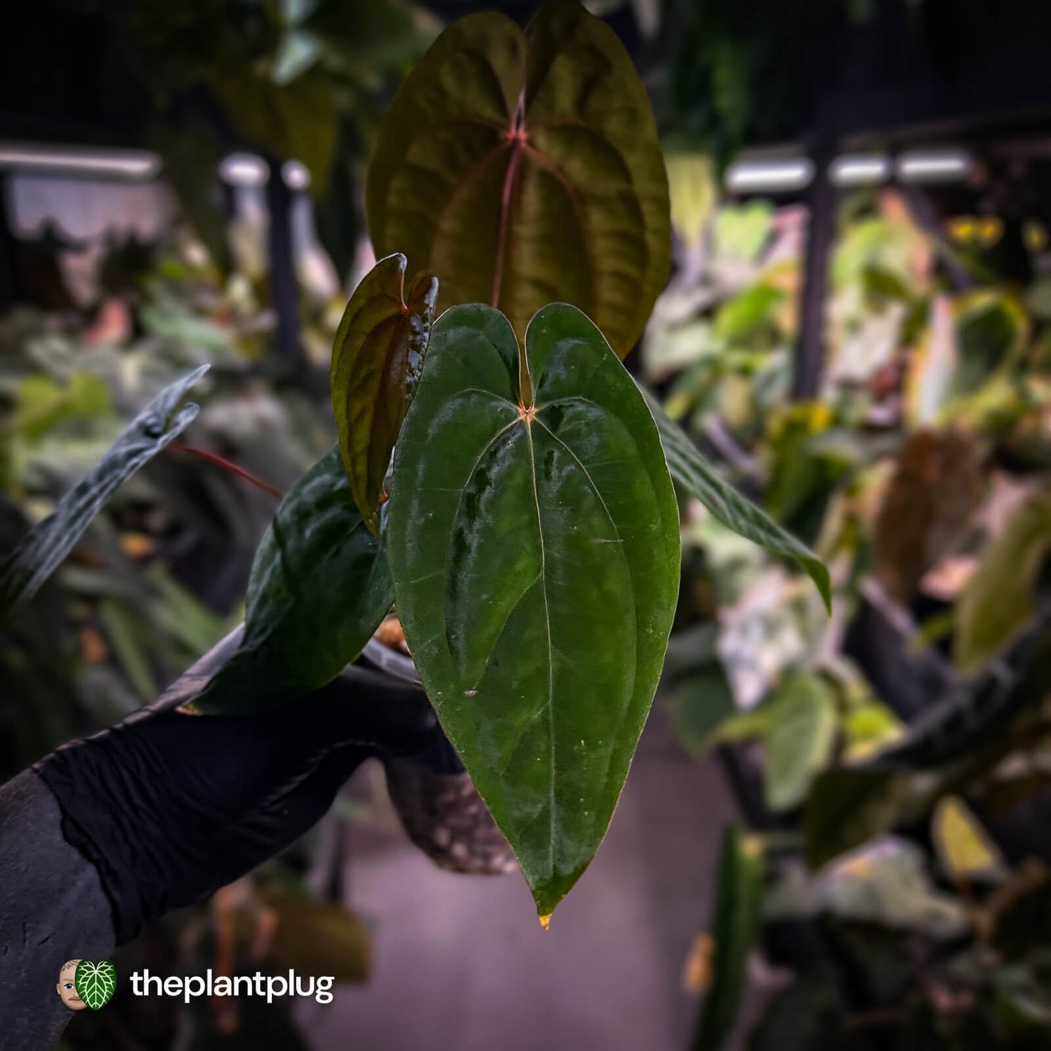 Anthurium 'Black Pap' x 'RVDP' • select clone