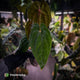 Anthurium 'Black Pap' x 'RVDP' • select clone