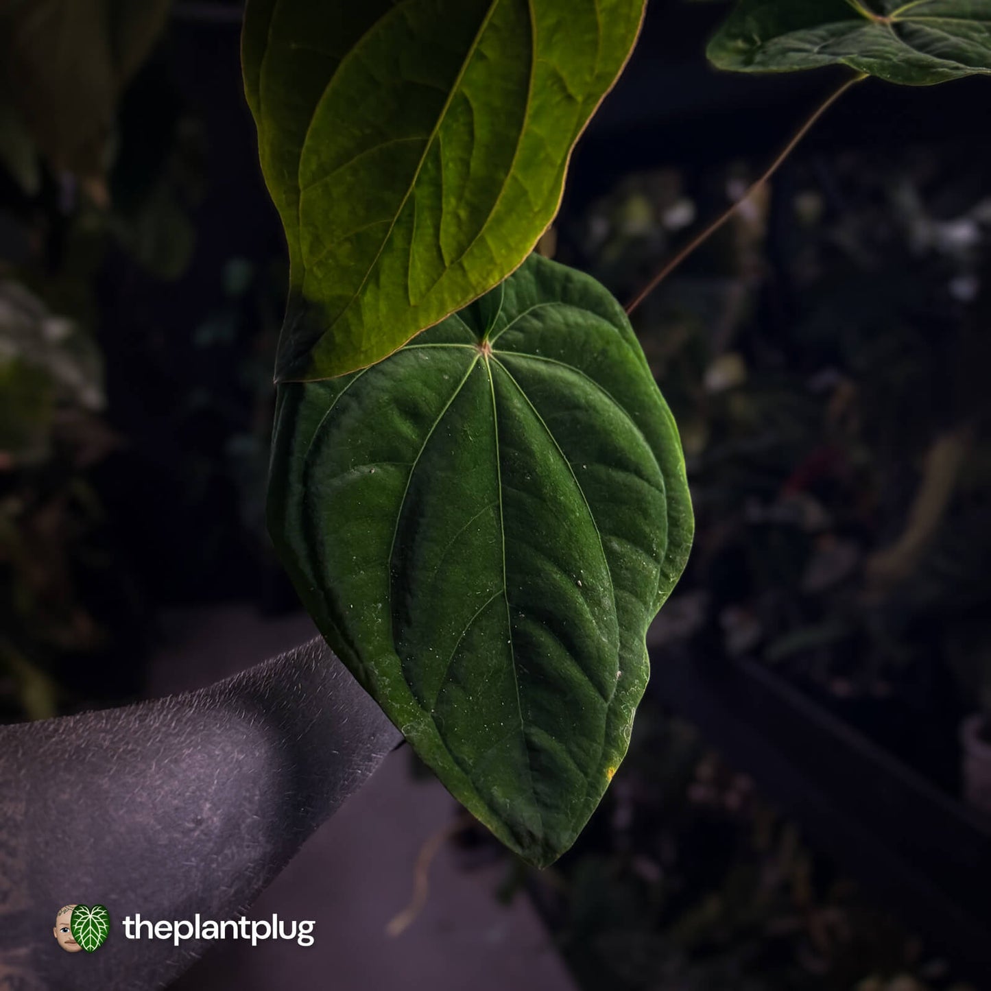 Anthurium (papillilaminum x) x dressleri 'RG'