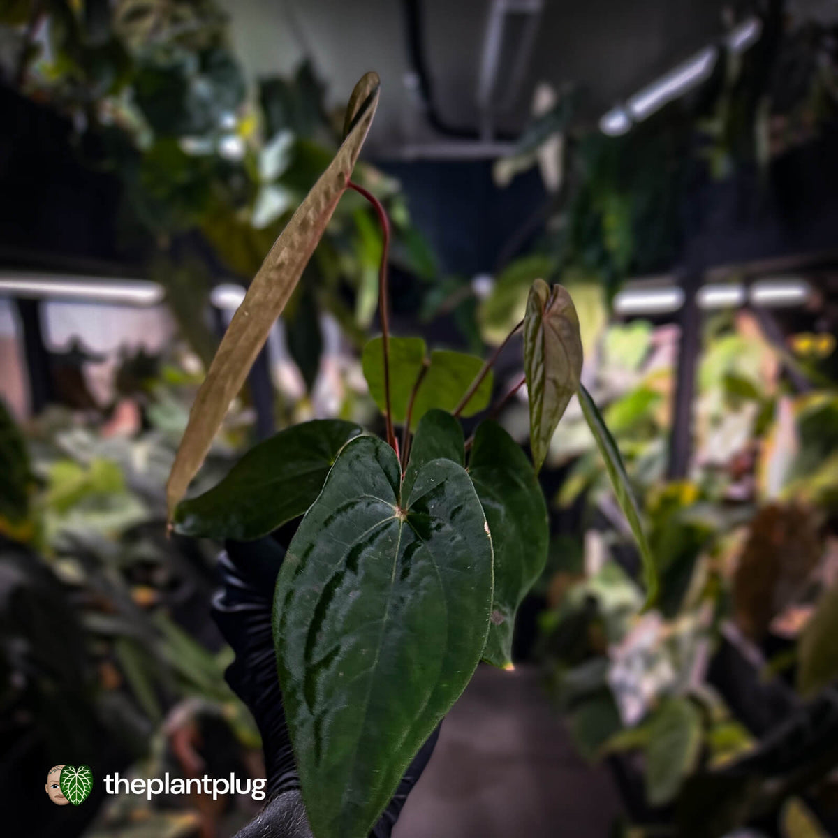 Anthurium 'Black Pap' x 'RVDP' • select clone