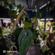 Anthurium 'Black Pap' x 'RVDP' • select clone
