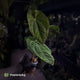 Anthurium (papillilaminum x) x dressleri 'RG'