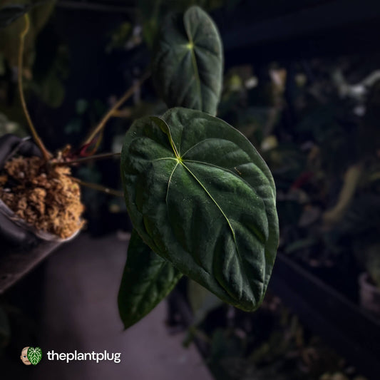 Anthurium #BlinkyBill 🐨