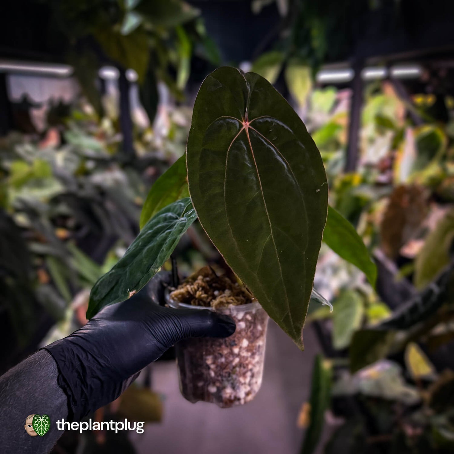 Anthurium 'Black Pap' x 'RVDP' • select clone