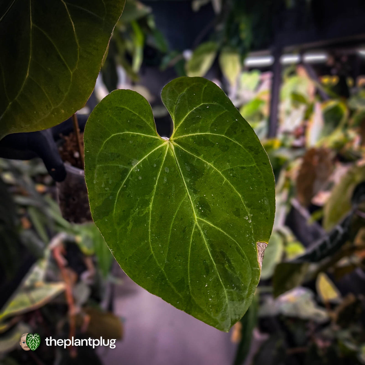 Anthurium #MidasTouch • ghost variegated 👻