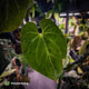 Anthurium #MidasTouch • ghost variegated 👻