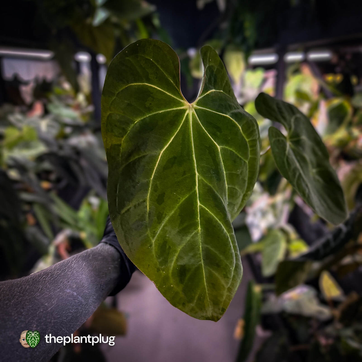 Anthurium #MidasTouch • ghost variegated 👻