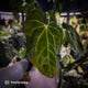 Anthurium #MidasTouch • ghost variegated 👻
