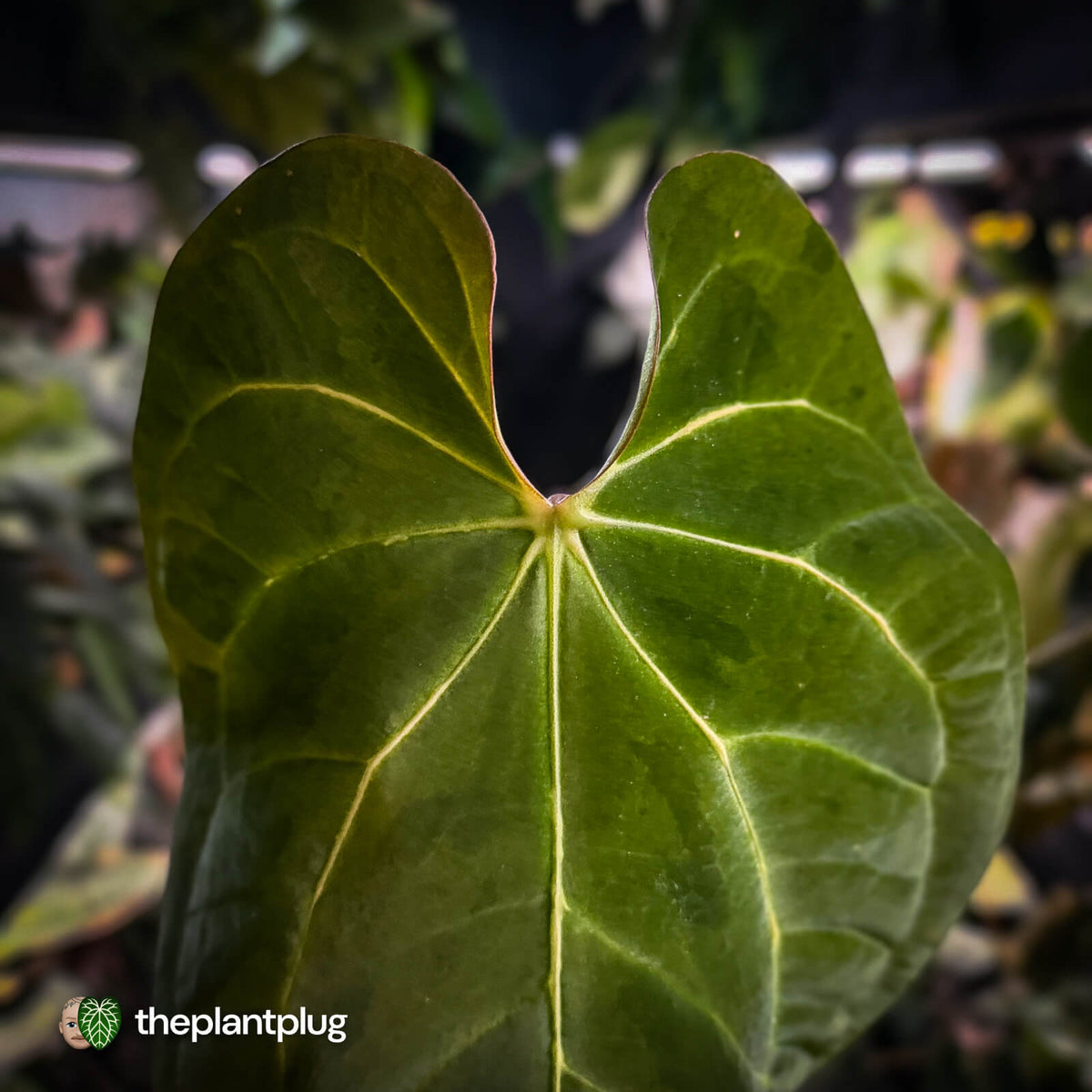 Anthurium #MidasTouch • ghost variegated 👻