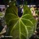 Anthurium #MidasTouch • ghost variegated 👻