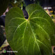 Anthurium #MidasTouch • ghost variegated 👻