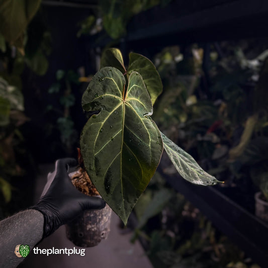 Anthurium #PurplePeopleEater 👾