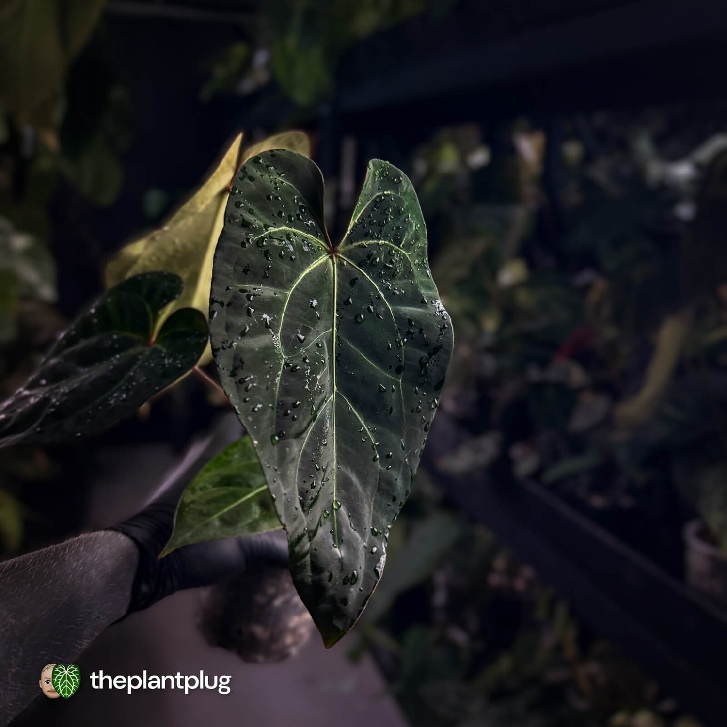 Anthurium #PurplePeopleEater 👾