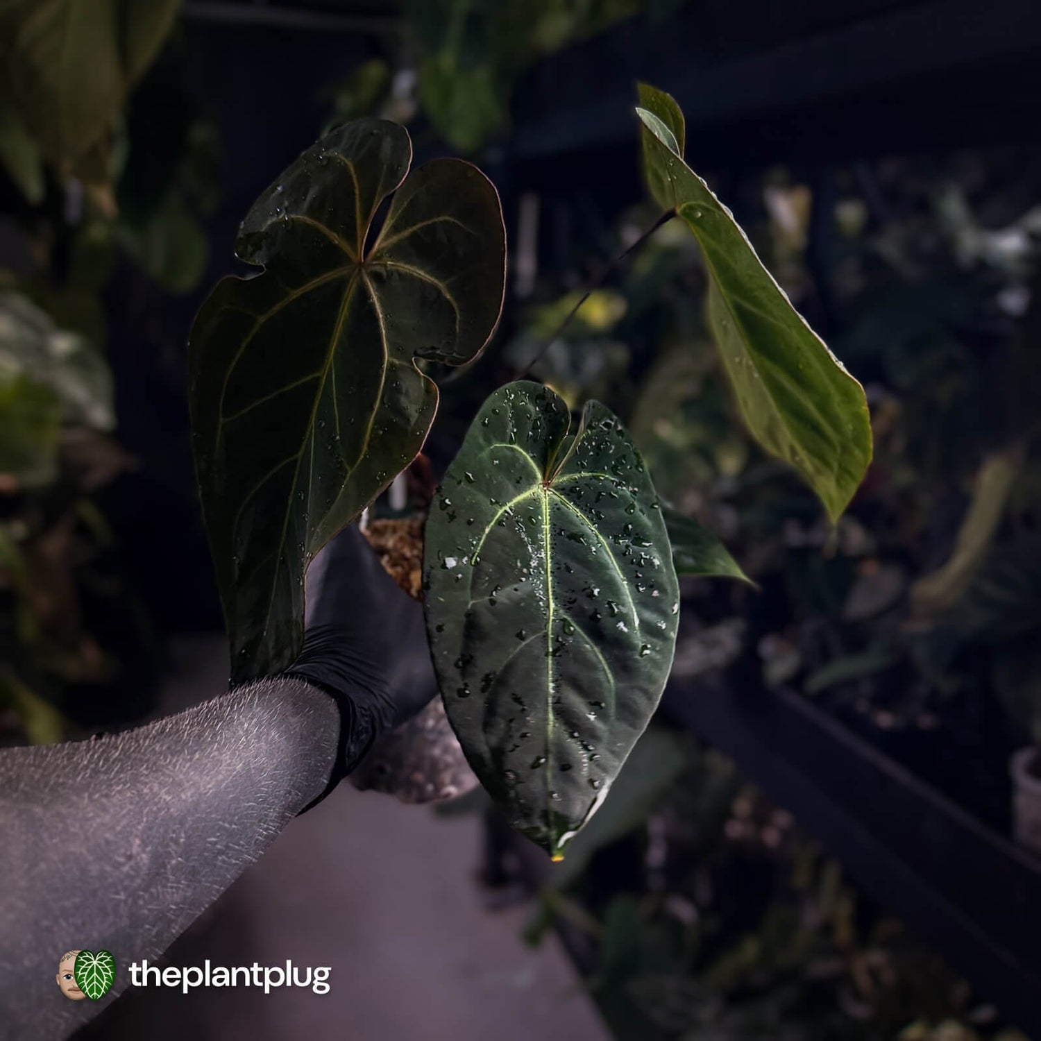 Anthurium #PurplePeopleEater 👾