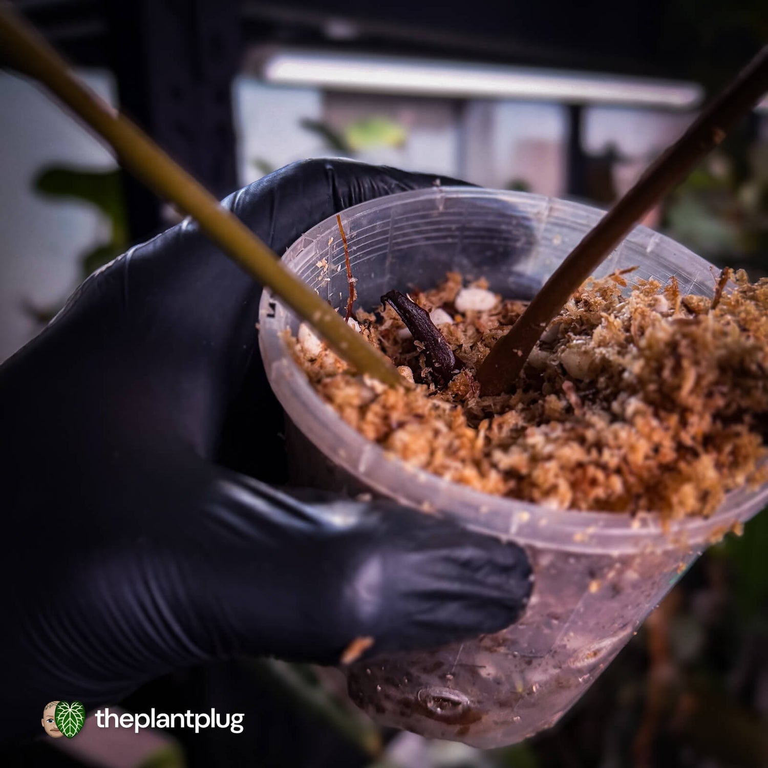 Anthurium #MidasTouch • ghost variegated 👻