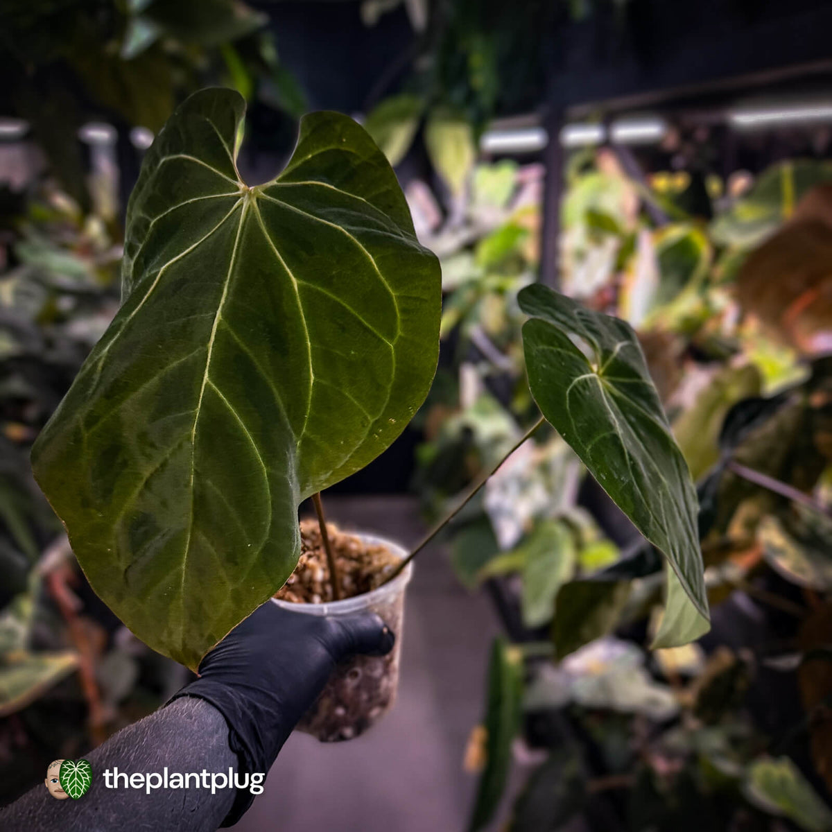 Anthurium #MidasTouch • ghost variegated 👻