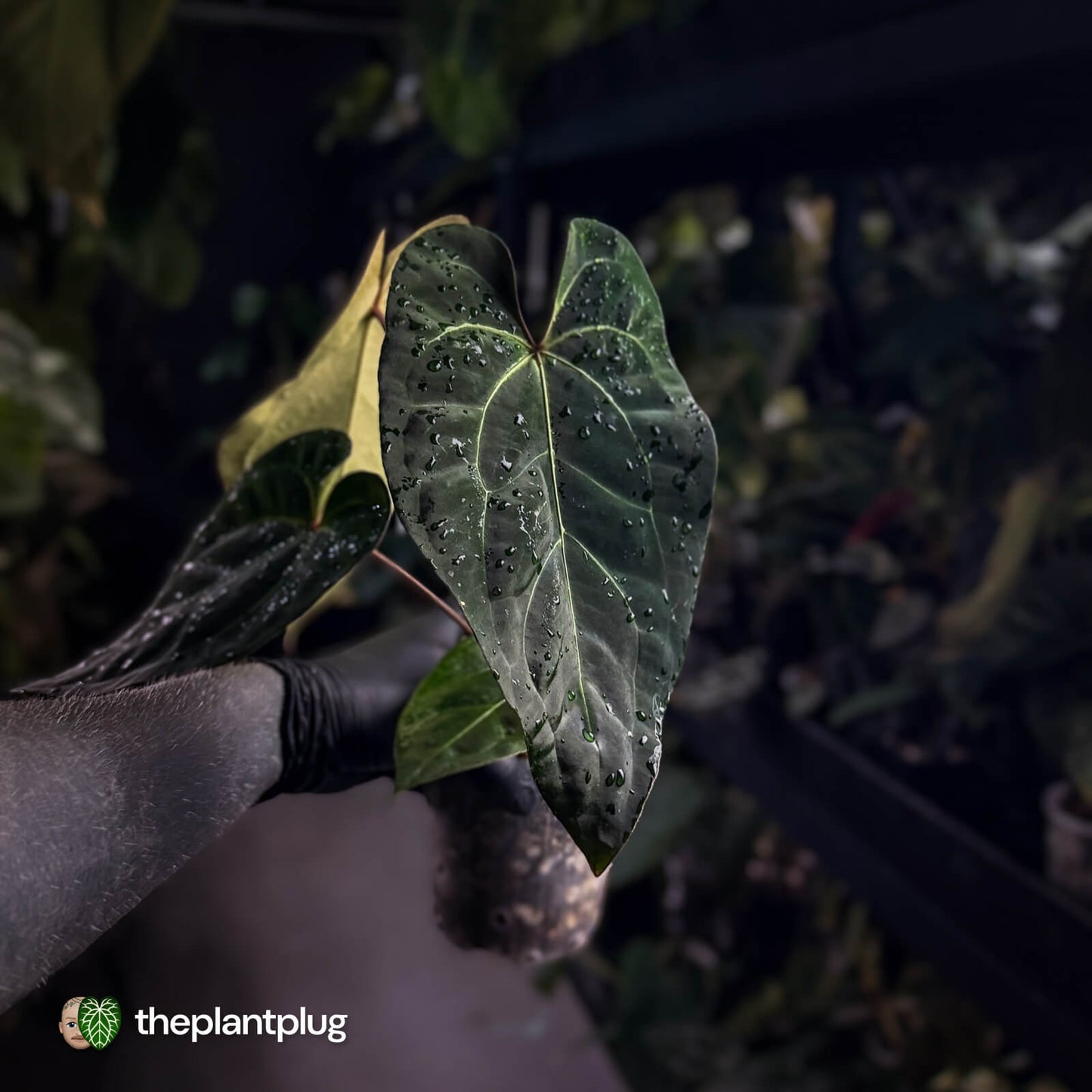 Anthurium #PurplePeopleEater 👾