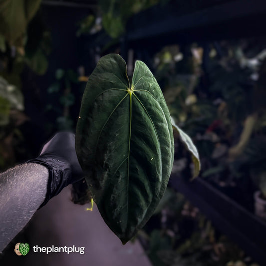 Anthurium papillilaminum 'Red Abaxial' x dressleri • select holdback