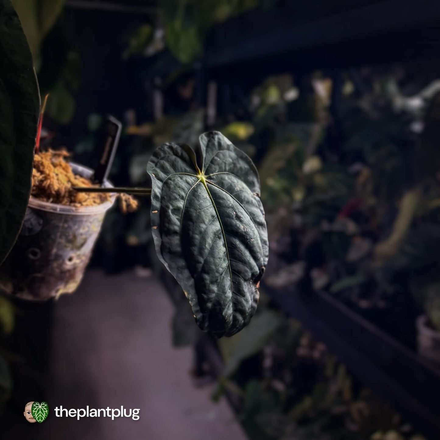Anthurium papillilaminum 'Red Abaxial' x dressleri • select holdback