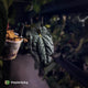 Anthurium papillilaminum 'Red Abaxial' x dressleri • select holdback