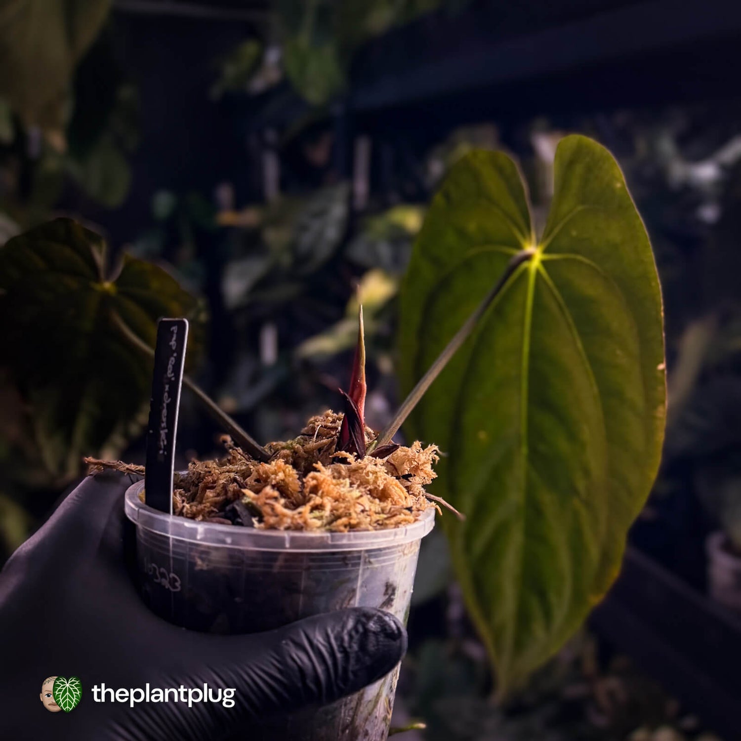 Anthurium papillilaminum 'Red Abaxial' x dressleri • select holdback