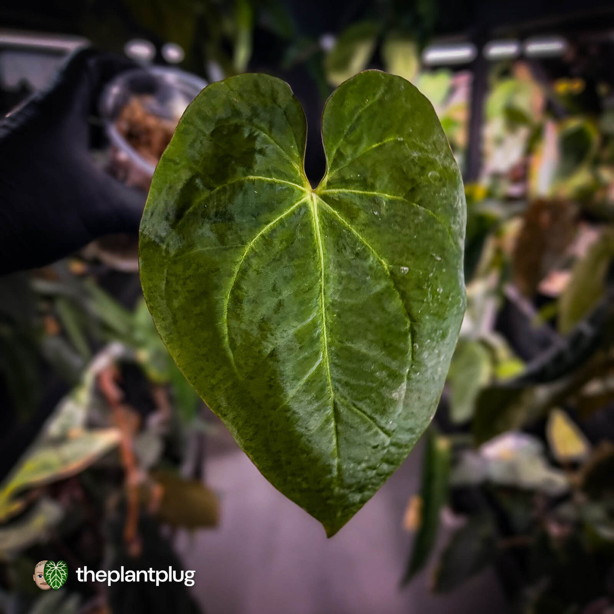 Anthurium #MidasTouch • ghost variegated 👻