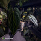 Anthurium papillilaminum 'Red Abaxial' x dressleri • select holdback