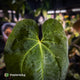 Anthurium #MidasTouch • ghost variegated 👻