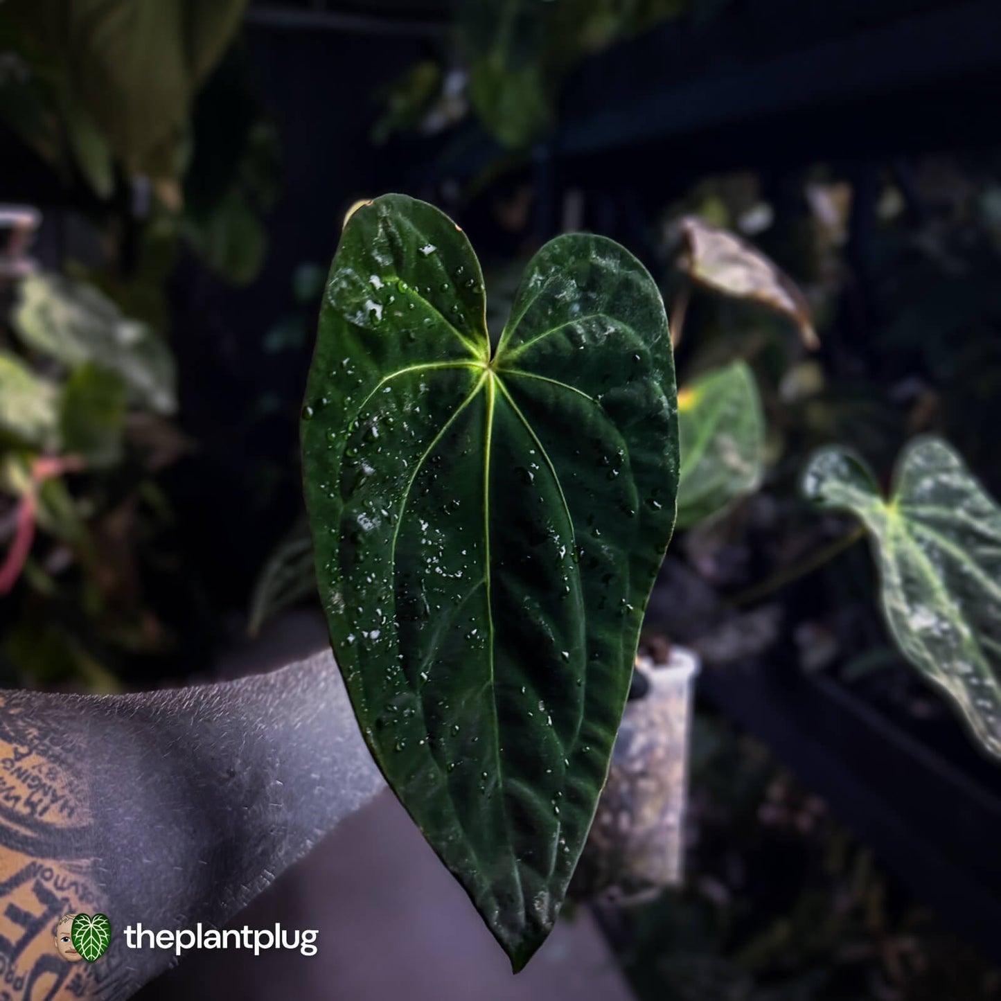 Anthurium #PurplePeopleEater 👾