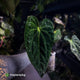 Anthurium #PurplePeopleEater 👾
