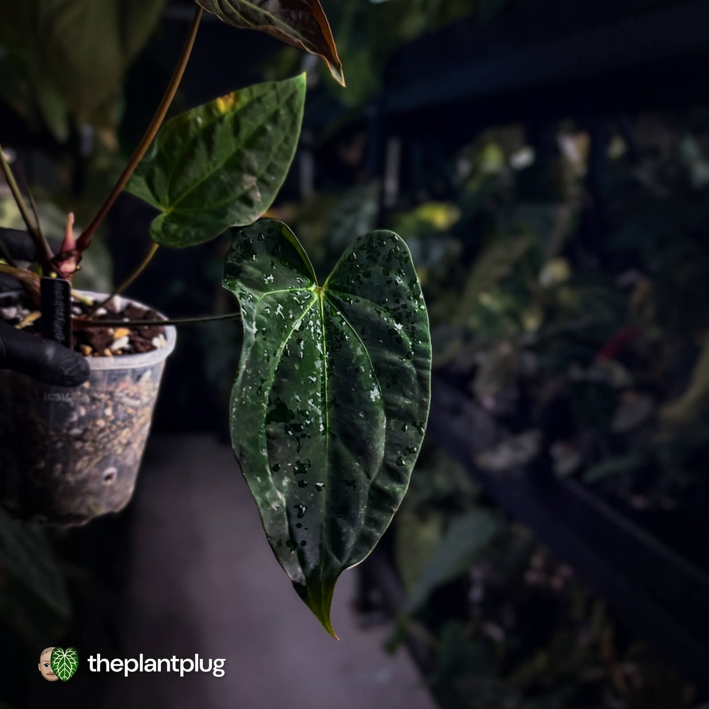 Anthurium #PurplePeopleEater 👾