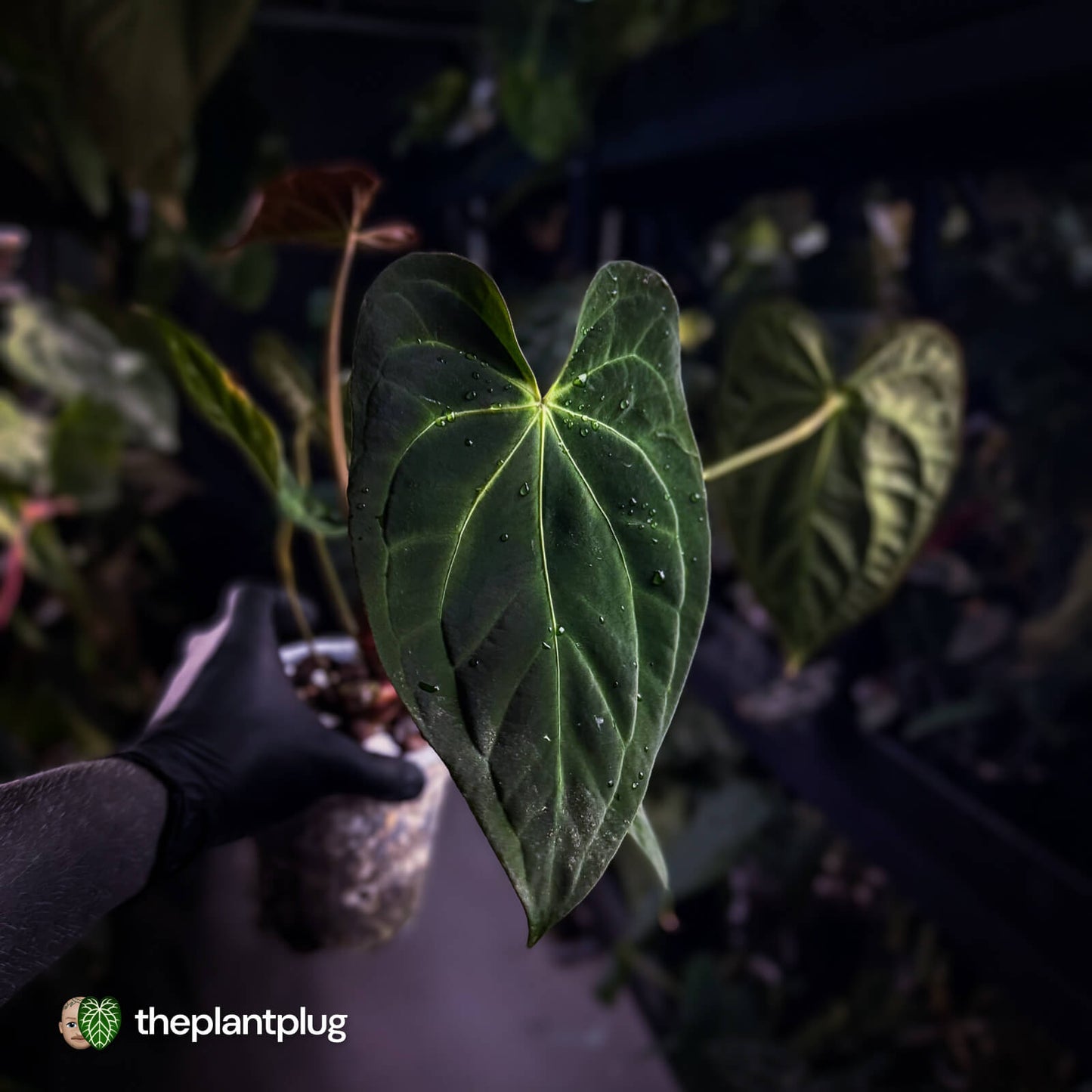 Anthurium #PurplePeopleEater 👾