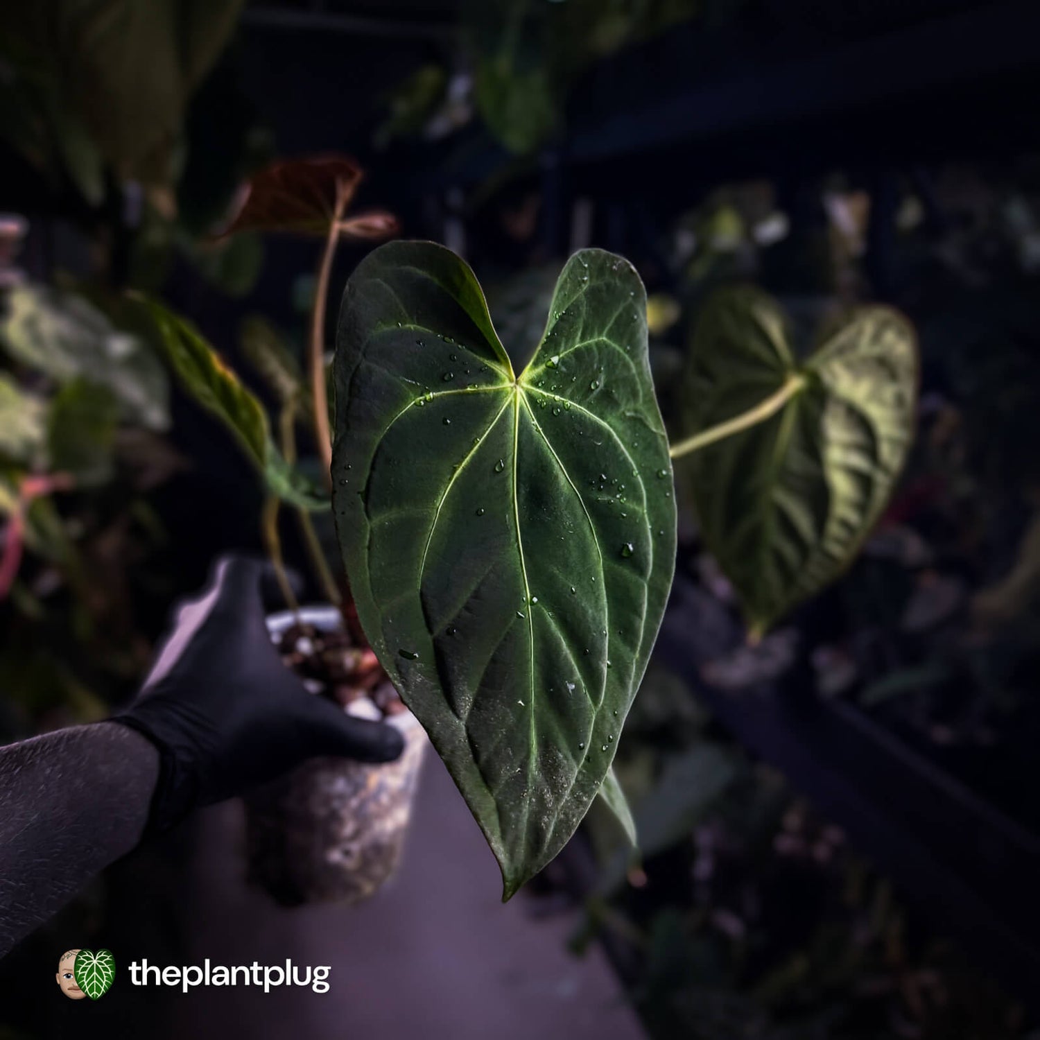 Anthurium #PurplePeopleEater 👾