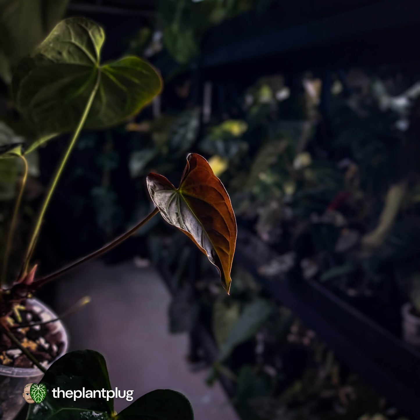 Anthurium #PurplePeopleEater 👾