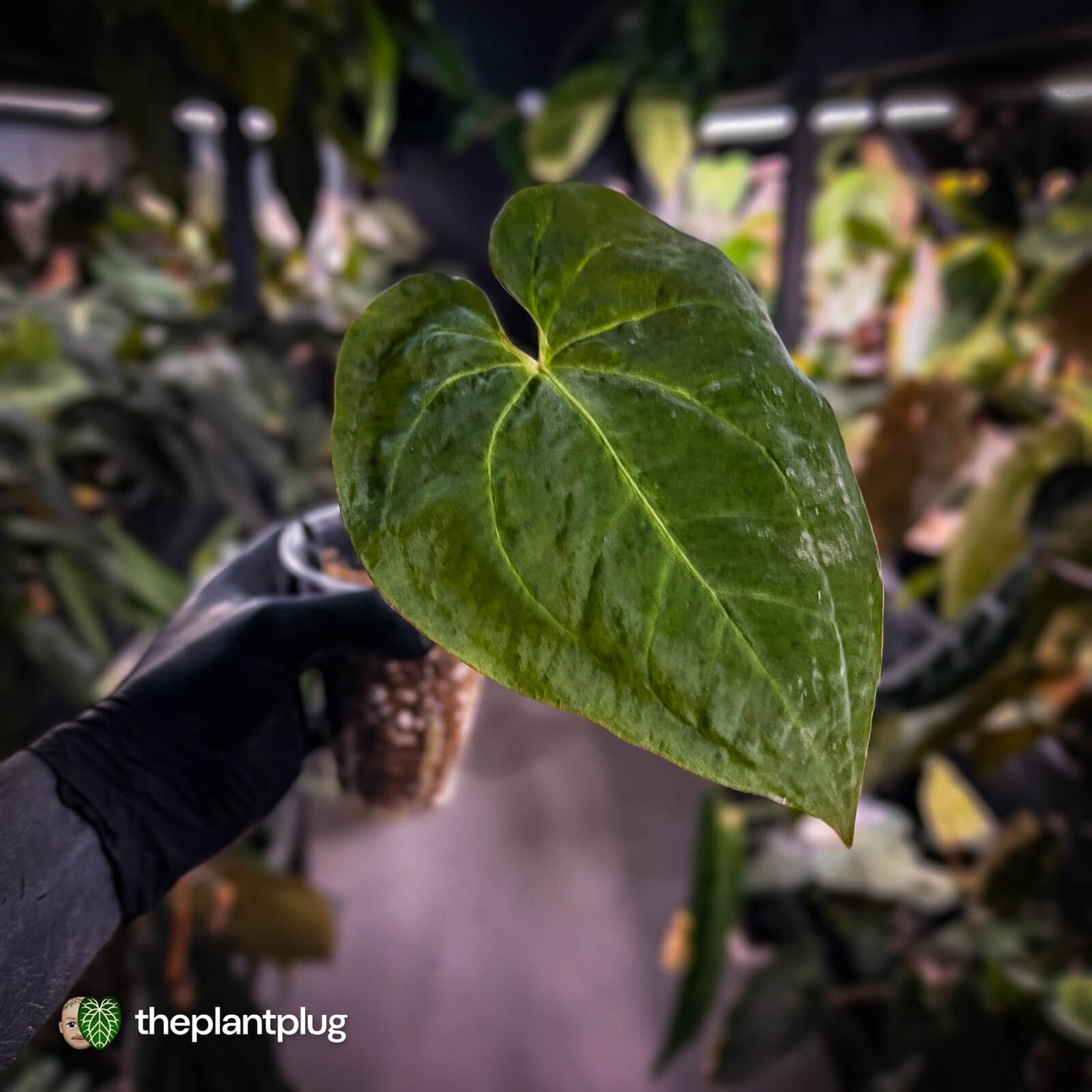 Anthurium #MidasTouch • ghost variegated 👻