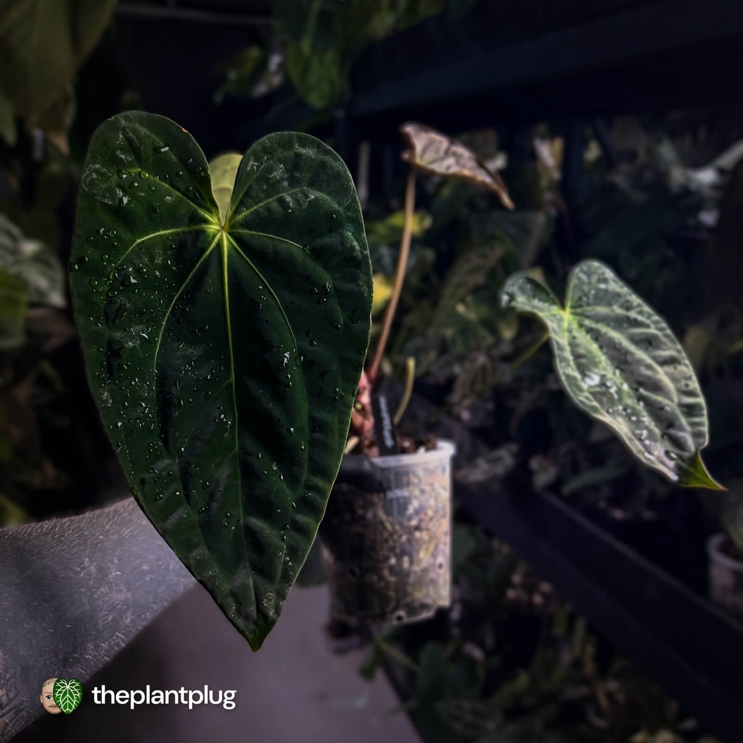 Anthurium #PurplePeopleEater 👾