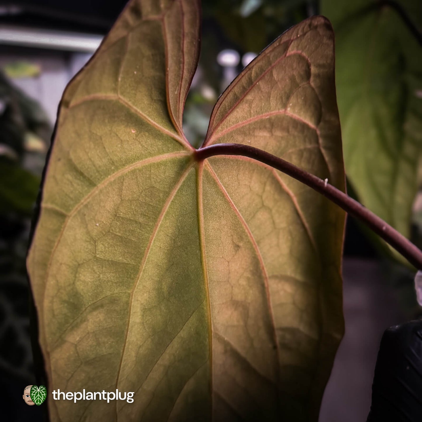 Anthurium 'Midnight Velvet' x 'RVDP' • XL plant